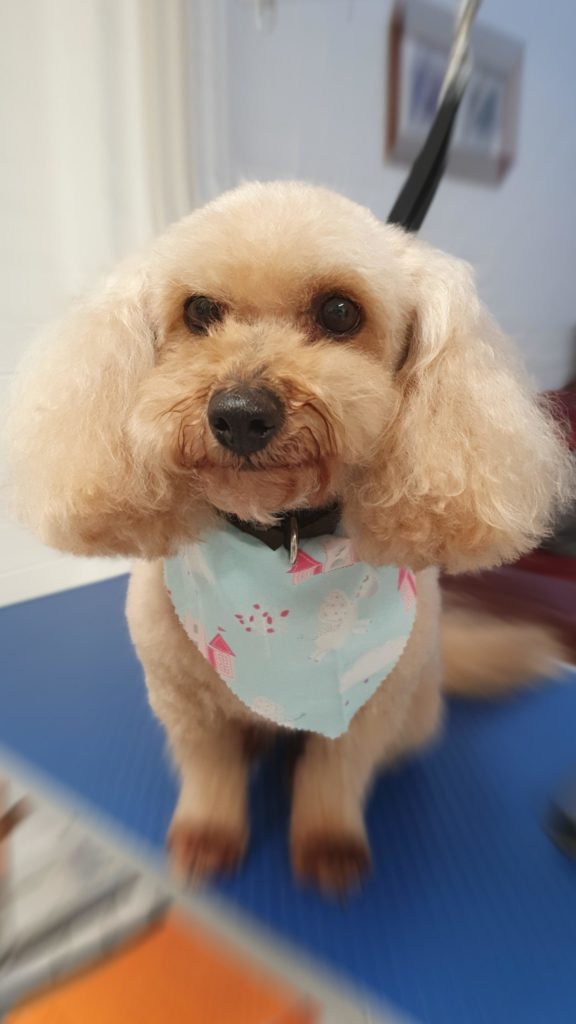 Home Absolute PAWfection Dog Grooming